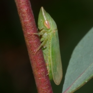 Hackeriana (genus) at WendyM's farm at Freshwater Ck. - 7 Apr 2023 02:10 PM