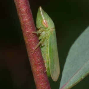 Cicadellidae (family) at Freshwater Creek, VIC by WendyEM