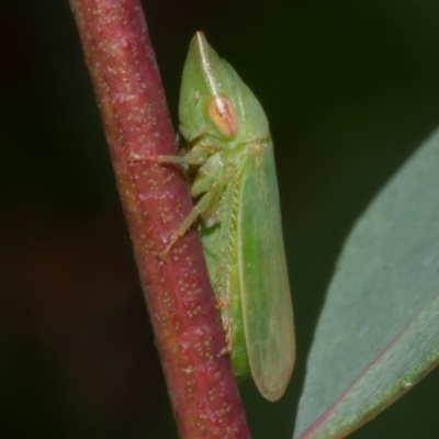 Unidentified Leafhopper or planthopper (Hemiptera, several families) at Freshwater Creek, VIC - 7 Apr 2023 by WendyEM