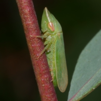 Hackeriana (genus) (A leafhopper) at WendyM's farm at Freshwater Ck. - 7 Apr 2023 by WendyEM