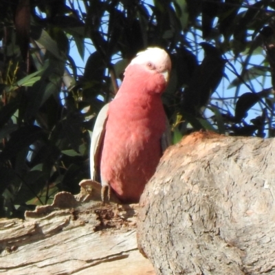 Eolophus roseicapilla (Galah) at Hill Top, NSW - 15 May 2024 by GlossyGal