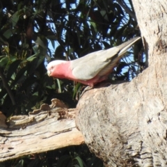 Eolophus roseicapilla at Wingecarribee Local Government Area - 15 May 2024 10:35 AM