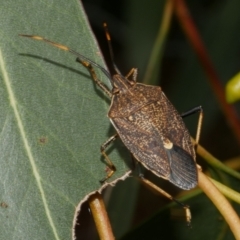 Poecilometis strigatus (Gum Tree Shield Bug) at WendyM's farm at Freshwater Ck. - 7 Apr 2023 by WendyEM