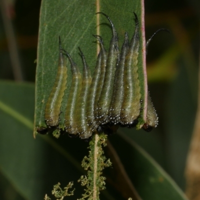 Symphyta (suborder) at Freshwater Creek, VIC - 7 Apr 2023 by WendyEM