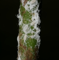 Unidentified Scale insect or Mealybug (Hemiptera, Coccoidea) at Freshwater Creek, VIC - 11 Apr 2023 by WendyEM