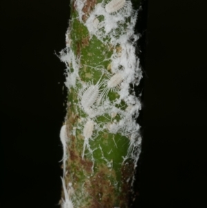 Pseudococcidae sp. (family) at suppressed by WendyEM