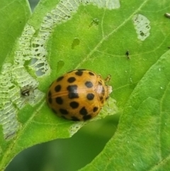 Epilachna sumbana (A Leaf-eating Ladybird) at suppressed - 16 May 2024 by clarehoneydove