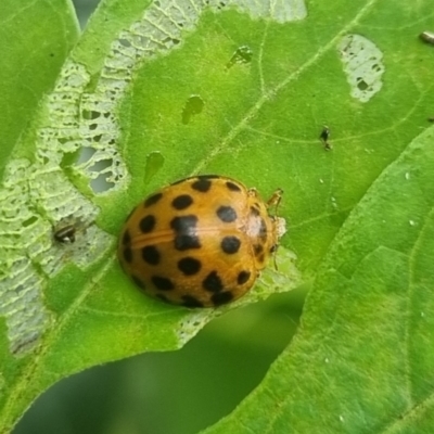 Epilachna sumbana (A Leaf-eating Ladybird) at suppressed - 16 May 2024 by clarehoneydove