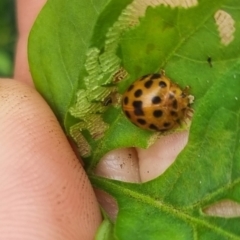 Epilachna sumbana at Burnside, QLD - 16 May 2024