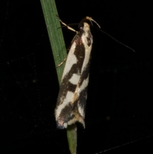 Epithymema incomposita at WendyM's farm at Freshwater Ck. - 14 Apr 2023 11:30 PM