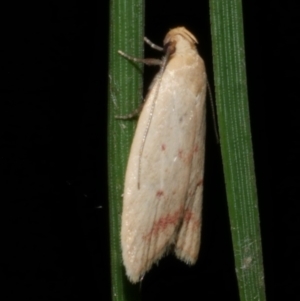 Heteroteucha occidua at WendyM's farm at Freshwater Ck. - 14 Apr 2023 11:31 PM