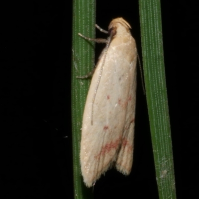 Heteroteucha occidua (A concealer moth) at WendyM's farm at Freshwater Ck. - 14 Apr 2023 by WendyEM