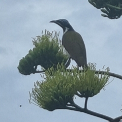 Entomyzon cyanotis (Blue-faced Honeyeater) at suppressed - 16 May 2024 by clarehoneydove