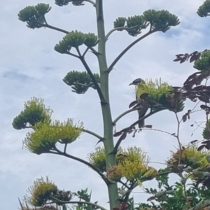 Entomyzon cyanotis at Burnside, QLD - suppressed