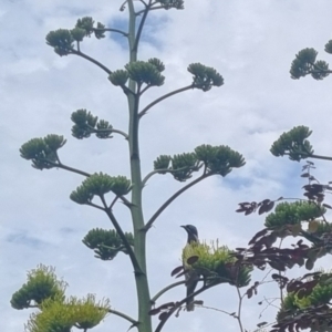 Entomyzon cyanotis at Burnside, QLD - suppressed