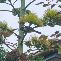 Entomyzon cyanotis at Burnside, QLD - suppressed