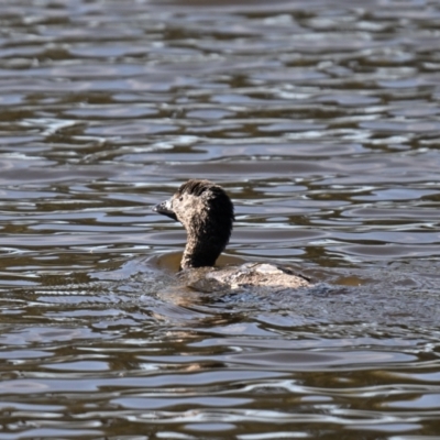 Biziura lobata (Musk Duck) at Burra, NSW - 15 May 2024 by davidcunninghamwildlife