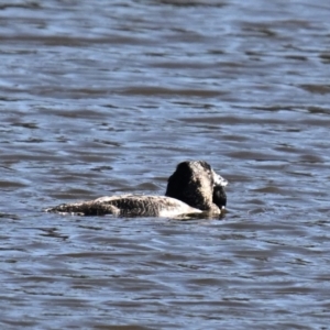 Biziura lobata at Googong Foreshore - 15 May 2024