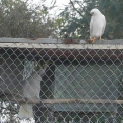 Accipiter novaehollandiae (Grey Goshawk) at WendyM's farm at Freshwater Ck. - 27 Mar 2021 by WendyEM