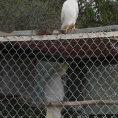 Accipiter novaehollandiae at WendyM's farm at Freshwater Ck. - 27 Mar 2021