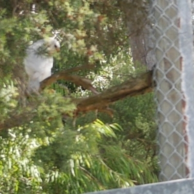 Accipiter novaehollandiae (Grey Goshawk) at Freshwater Creek, VIC - 27 Mar 2021 by WendyEM