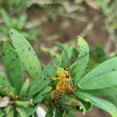 Unidentified Crane fly, midge, mosquito or gnat (several families) at Burnside, QLD - 16 May 2024 by clarehoneydove