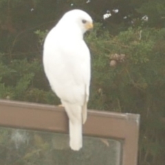 Tachyspiza novaehollandiae (Grey Goshawk) at WendyM's farm at Freshwater Ck. - 27 Apr 2021 by WendyEM