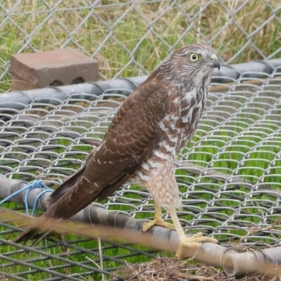 Tachyspiza fasciata (Brown Goshawk) at WendyM's farm at Freshwater Ck. - 23 Apr 2021 by WendyEM