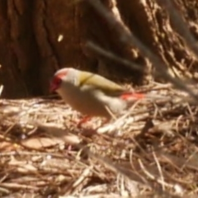 Neochmia temporalis (Red-browed Finch) at Freshwater Creek, VIC - 30 Apr 2021 by WendyEM