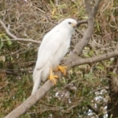 Accipiter novaehollandiae (Grey Goshawk) at Freshwater Creek, VIC - 13 May 2021 by WendyEM