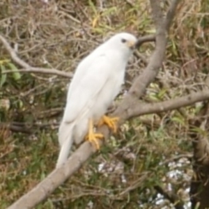 Accipiter novaehollandiae at WendyM's farm at Freshwater Ck. - 13 May 2021