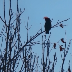 Callocephalon fimbriatum (Gang-gang Cockatoo) at Tathra Public School - 15 May 2024 by MattYoung