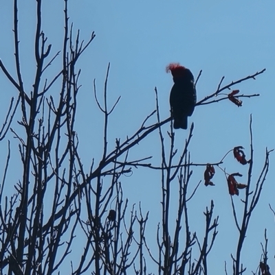 Callocephalon fimbriatum (Gang-gang Cockatoo) at Tathra, NSW - 15 May 2024 by MattYoung