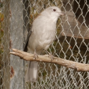 Colluricincla harmonica at WendyM's farm at Freshwater Ck. - 17 May 2021 12:37 PM