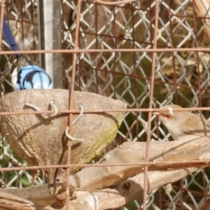 Malurus cyaneus at WendyM's farm at Freshwater Ck. - 17 May 2021