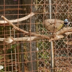 Malurus cyaneus at WendyM's farm at Freshwater Ck. - 17 May 2021 12:38 PM