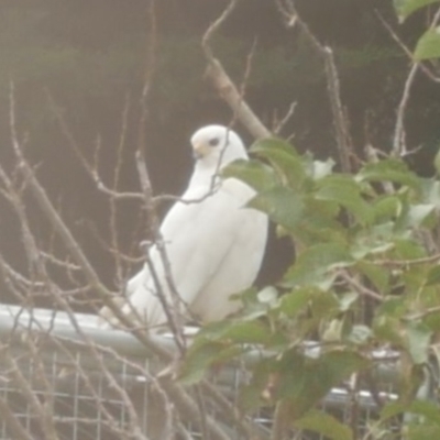 Accipiter novaehollandiae (Grey Goshawk) at WendyM's farm at Freshwater Ck. - 5 May 2021 by WendyEM