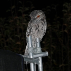 Podargus strigoides (Tawny Frogmouth) at WendyM's farm at Freshwater Ck. - 15 Jun 2021 by WendyEM