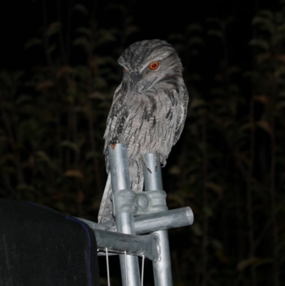 Podargus strigoides (Tawny Frogmouth) at WendyM's farm at Freshwater Ck. - 15 Jun 2021 by WendyEM