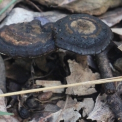 Sanguinoderma rude (Red-staining Stalked Polypore) at Currowan, NSW - 19 Mar 2024 by UserCqoIFqhZ