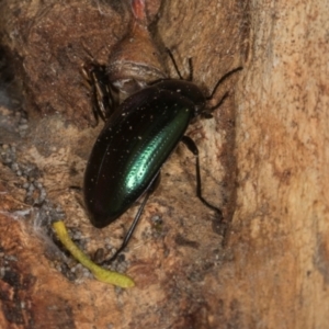 Chalcopteroides columbinus (Rainbow darkling beetle) at Higgins, ACT by AlisonMilton