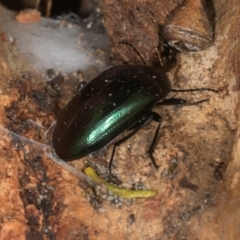 Chalcopteroides columbinus at Higgins, ACT - 8 May 2024