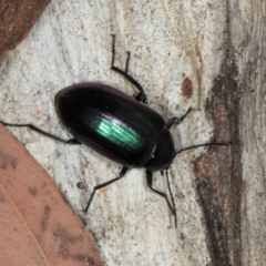 Chalcopteroides columbinus at Higgins, ACT - 8 May 2024 10:52 AM