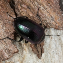 Chalcopteroides columbinus at Higgins, ACT - 8 May 2024 10:52 AM