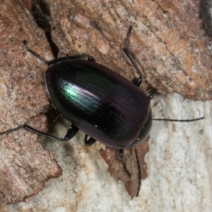 Chalcopteroides columbinus at Higgins, ACT - 8 May 2024 10:52 AM