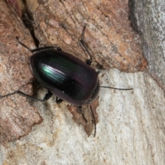 Chalcopteroides columbinus at Higgins, ACT - 8 May 2024 10:52 AM