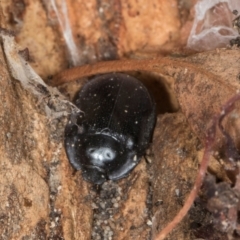 Pterohelaeus striatopunctatus (Darkling beetle) at Higgins, ACT - 8 May 2024 by AlisonMilton