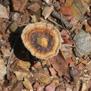 Sanguinoderma rude at Currowan, NSW - 19 Mar 2024 11:55 AM