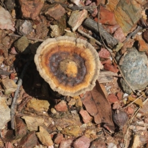 Unidentified Fungus at Currowan, NSW by UserCqoIFqhZ