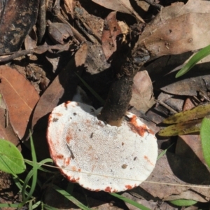 Sanguinoderma rude at Currowan, NSW - 19 Mar 2024 11:55 AM